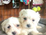 BEMBEYAZ MALTESE TERRİER 0 NUMARA