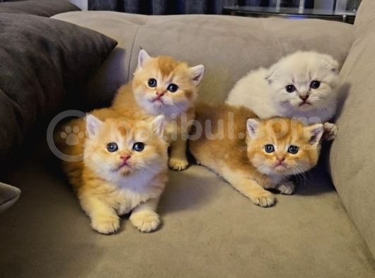 Bu Kadar Güzel Bir Arada Başka Yerde Bulamazsınız görsel