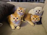 British Shorthair Longhair Bir Birinden Güzel Reng Reng Yvrl