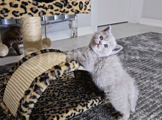 British Shorthair Longhair Bir Birinden Güzel Reng Reng Yvrl görsel