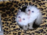 British shorthair longhair bir birinden güzel reng reng yvrl