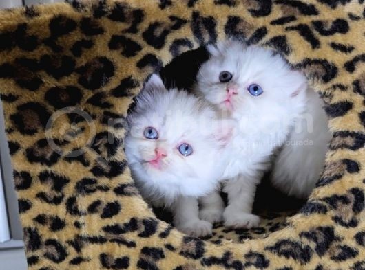 British Shorthair Longhair Bir Birinden Güzel Reng Reng Yvrl