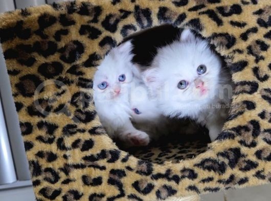 British Shorthair Longhair Bir Birinden Güzel Reng Reng Yvrl görsel