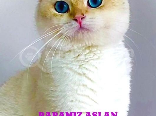 Süper Kalite Bebekler görsel