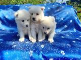 Samoyed Yavrularım Sağlık Ve Irk Garantilidir