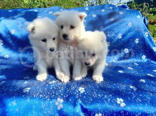 Samoyed Yavrularım Sağlık Ve Irk Garantilidir görsel