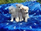Samoyed yavrularım sağlık ve ırk garantilidir