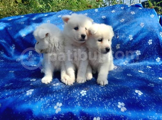 Samoyed Yavrularım Sağlık Ve Irk Garantilidir