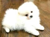 POMERRİAN BOO AYI SURATLI 