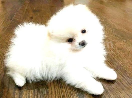 Pomerri̇an Boo Ayi Suratli 