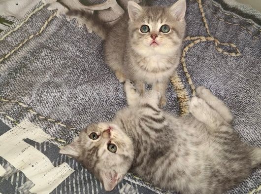 British Shorthair görsel