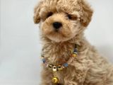 Dizayn renk Maltipoo yavrular 