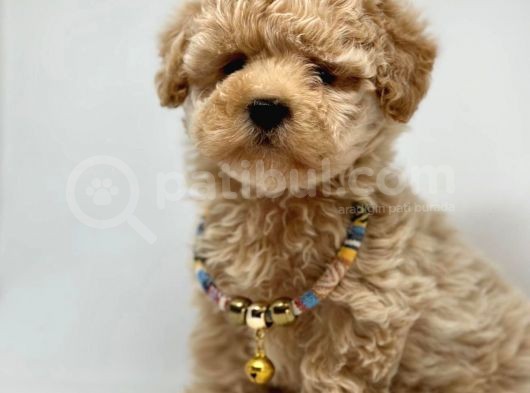 Dizayn Renk Maltipoo Yavrular 