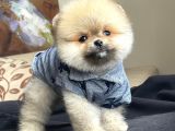 Pomeranian boo yavrular