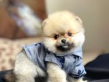 Pomeranian Boo Yavrular