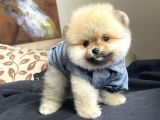 Pomeranian Boo Yavrular