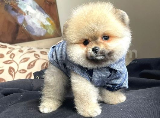 Pomeranian Boo Yavrular görsel
