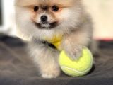Pomeranian Boo Yavrular