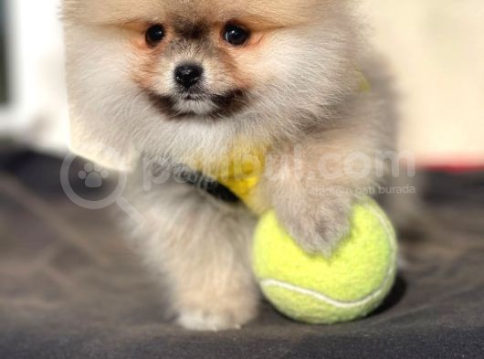 Pomeranian Boo Yavrular görsel