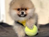 Pomeranian Boo Yavrular