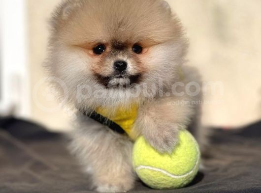 Pomeranian Boo Yavrular görsel