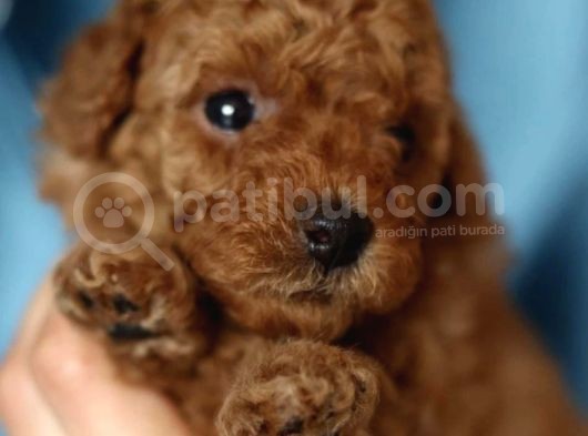 2 Aylik Toy Poodle Bebekleri̇m