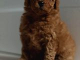 2 Aylik Toy Poodle Bebekleri̇m