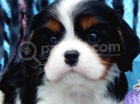 2 Aylik King Charles Cavalier görsel