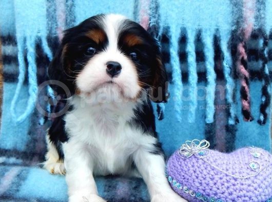 2 Aylik King Charles Cavalier