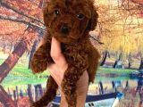 Kg Garantili Toy Poodle Bebeklerim Pet Eğitimli