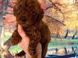Kg Garantili Toy Poodle Bebeklerim Pet Eğitimli