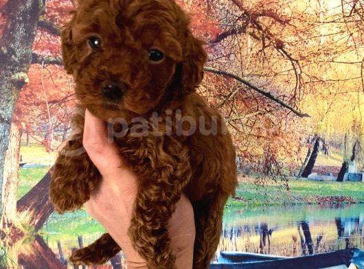 Kg Garantili Toy Poodle Bebeklerim Pet Eğitimli görsel