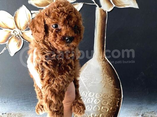 Kore Kan Teacup Toy Poodle Yavrum görsel