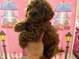 Ev Doğumlu Toy Poodle Bebeğim