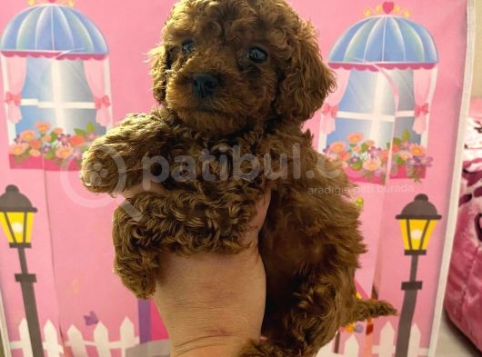 Ev Doğumlu Toy Poodle Bebeğim görsel