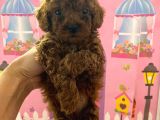 Ev Doğumlu Toy Poodle Bebeğim