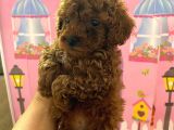 Ev Doğumlu Toy Poodle Bebeğim