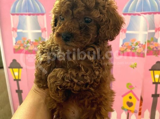 Ev Doğumlu Toy Poodle Bebeğim görsel