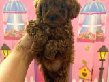 Ev Doğumlu Toy Poodle Bebeğim
