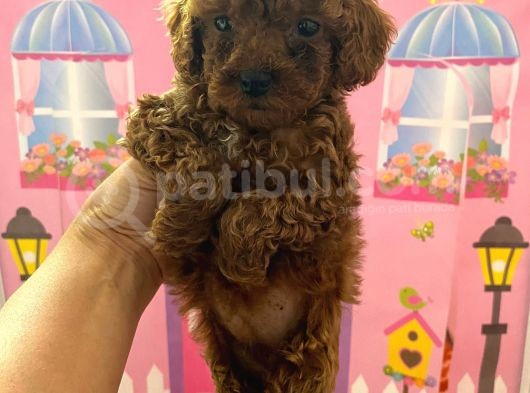 Ev Doğumlu Toy Poodle Bebeğim görsel
