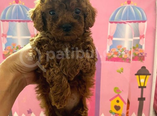 Ev Doğumlu Toy Poodle Bebeğim görsel