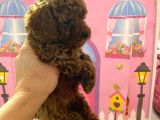 Ev Doğumlu Toy Poodle Bebeğim