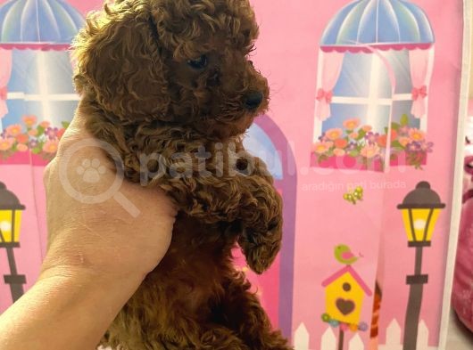Ev Doğumlu Toy Poodle Bebeğim görsel
