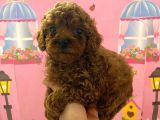 Ev Doğumlu Toy Poodle Bebeğim