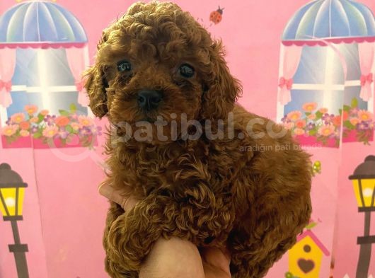 Ev Doğumlu Toy Poodle Bebeğim görsel