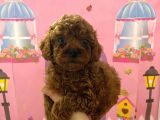 Ev Doğumlu Toy Poodle Bebeğim