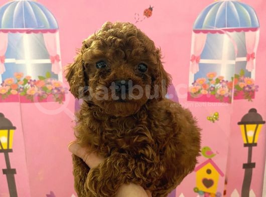 Ev Doğumlu Toy Poodle Bebeğim görsel