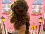 Ev Doğumlu Toy Poodle Bebeğim