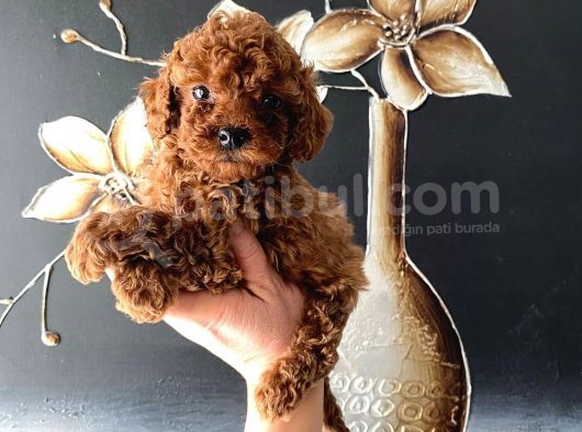Kore Kan Teacup Toy Poodle Yavrum