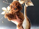 Kore Kan Teacup Toy Poodle Yavrum